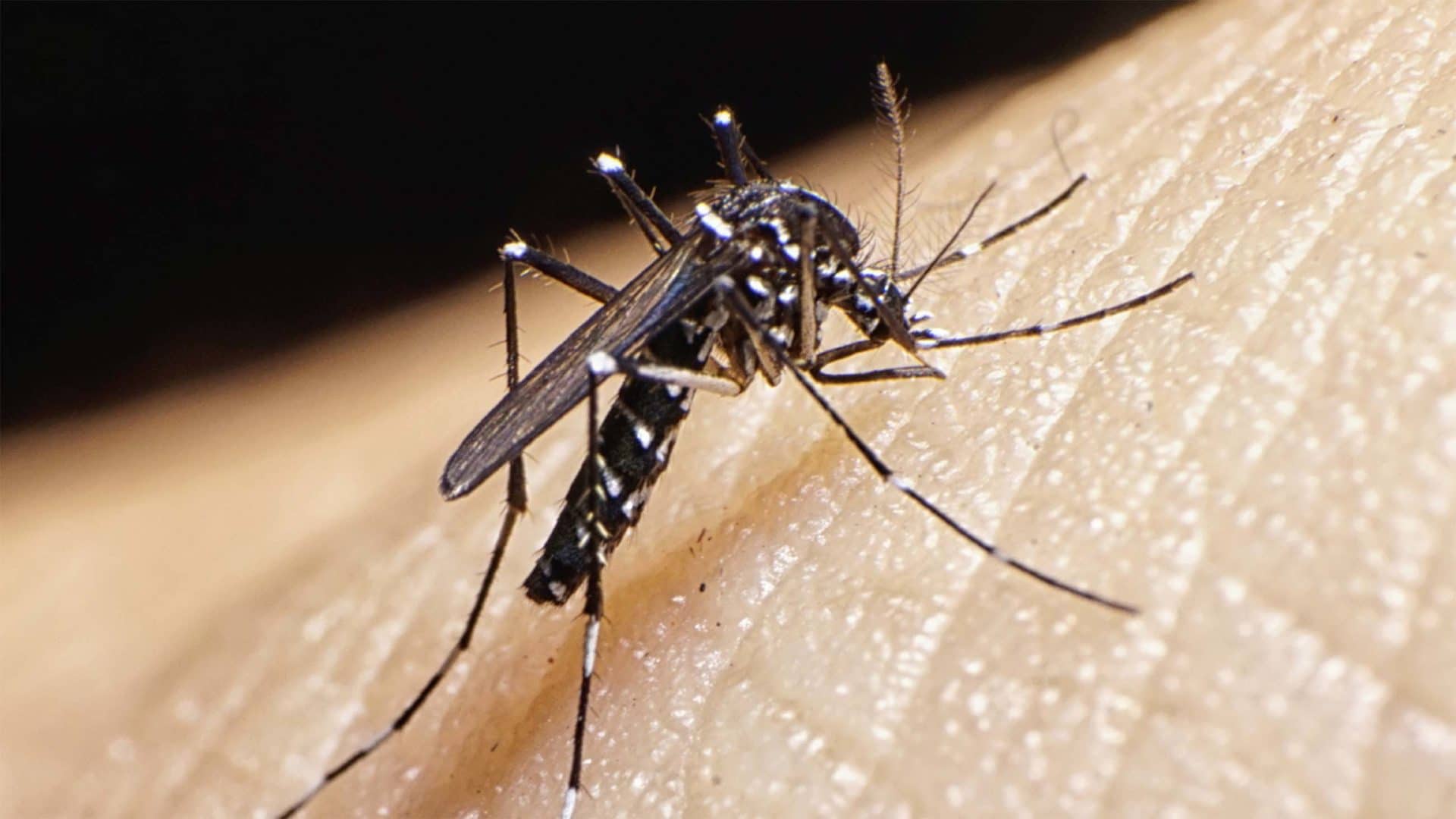 New Orleans Knows Mosquitoes