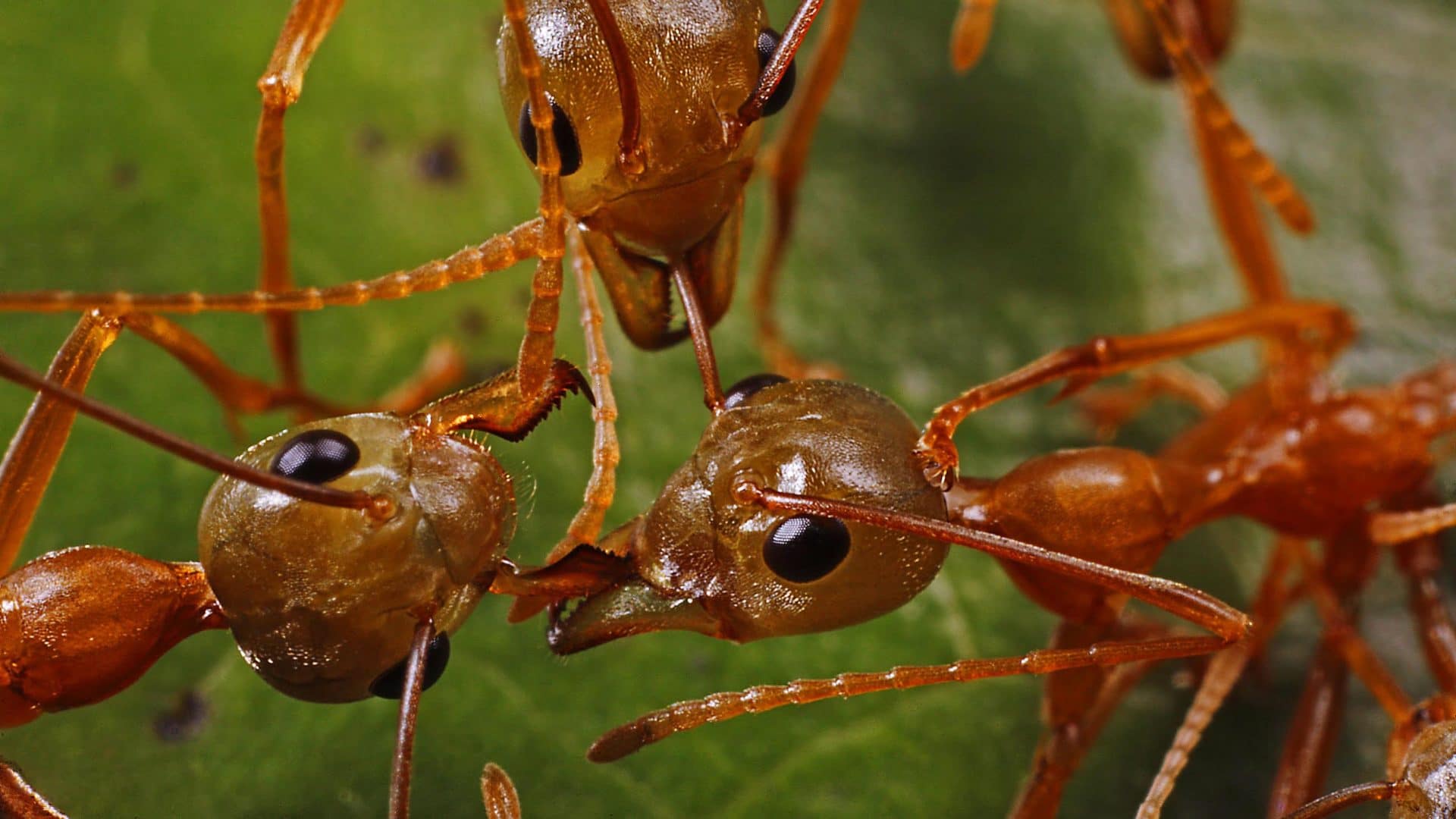 Ants, Humans, and the Lessons of War