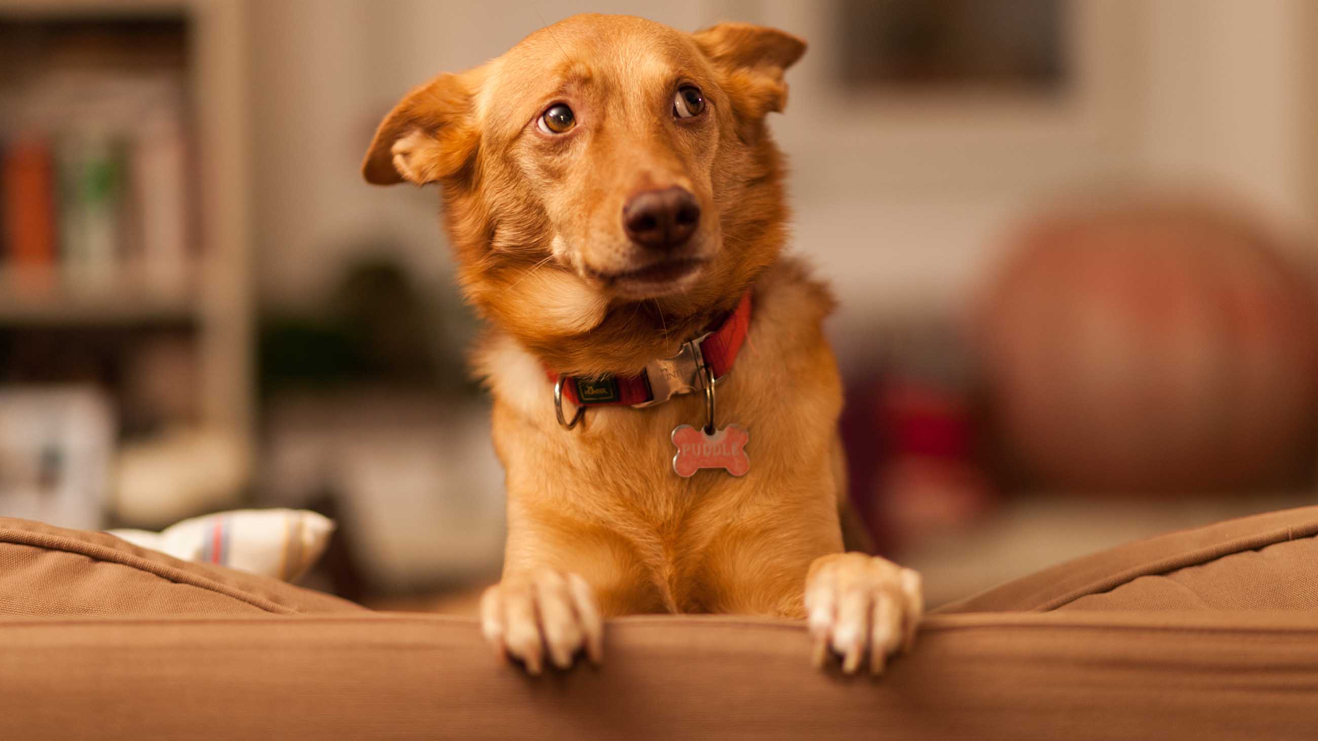 What Is Heel In Dog Training