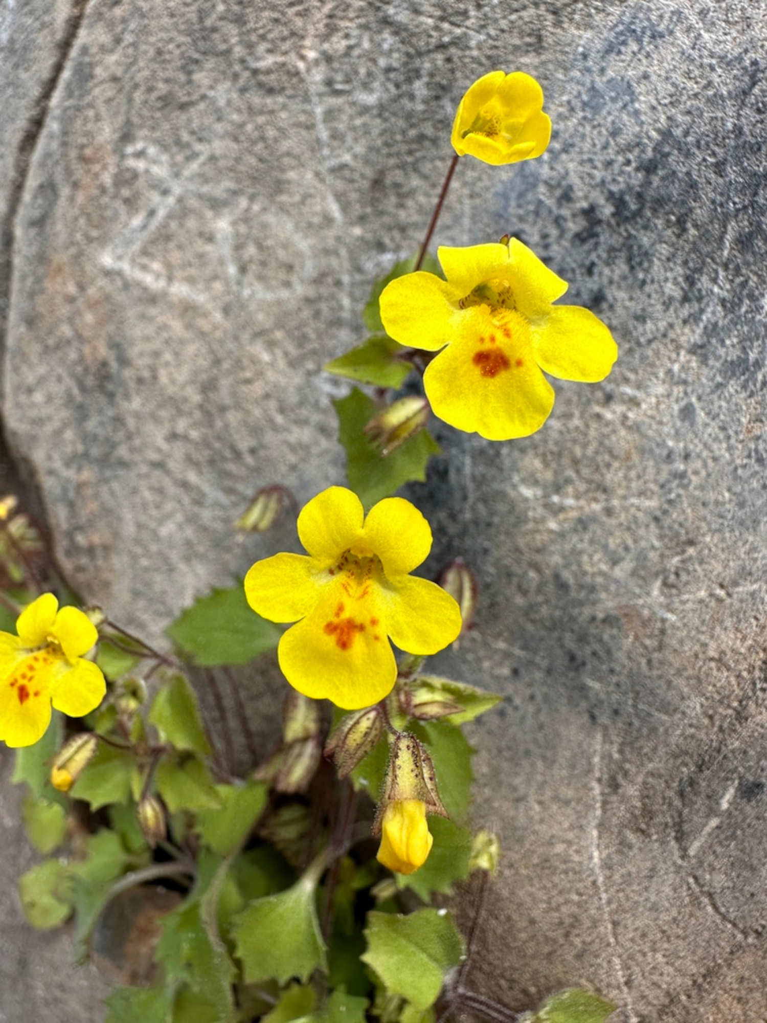 Discovered in Collections, Many New Species are Already Gone