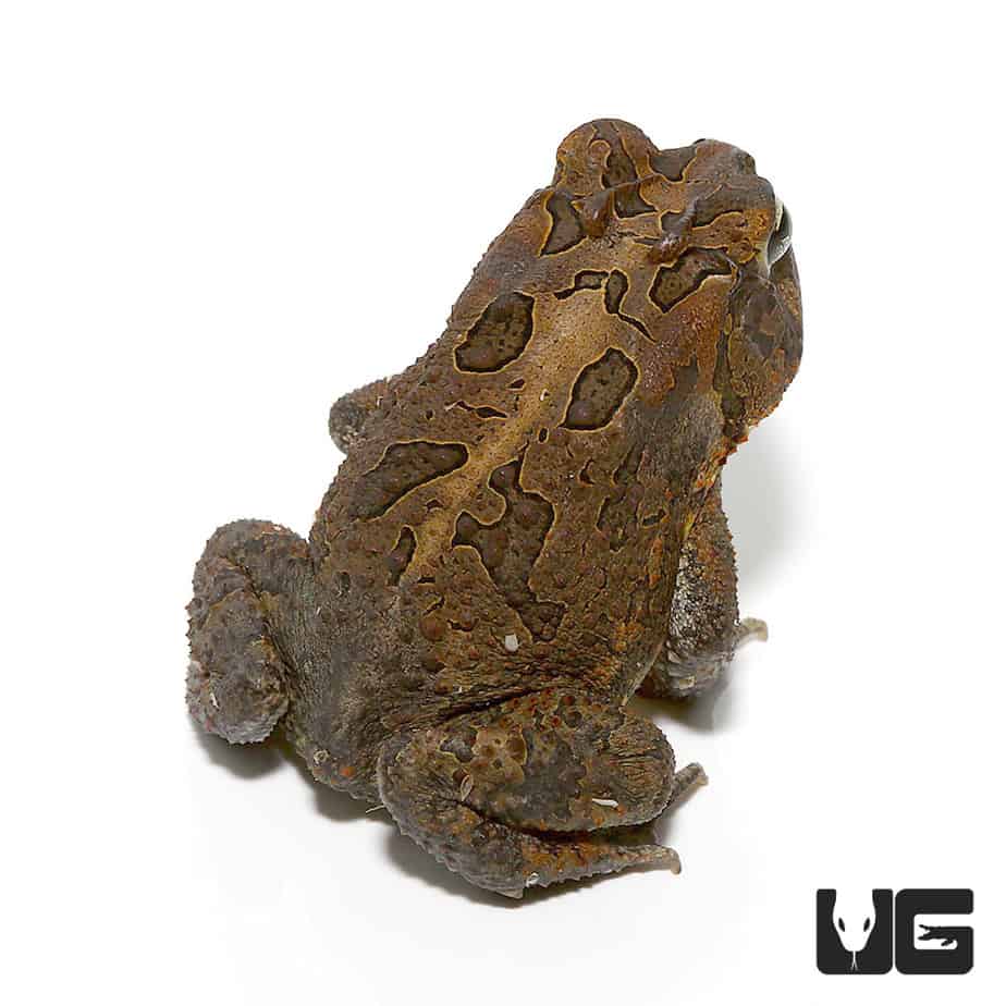 Fowler's Toad (Anaxyrus Fowleri) For Sale - Underground Reptiles