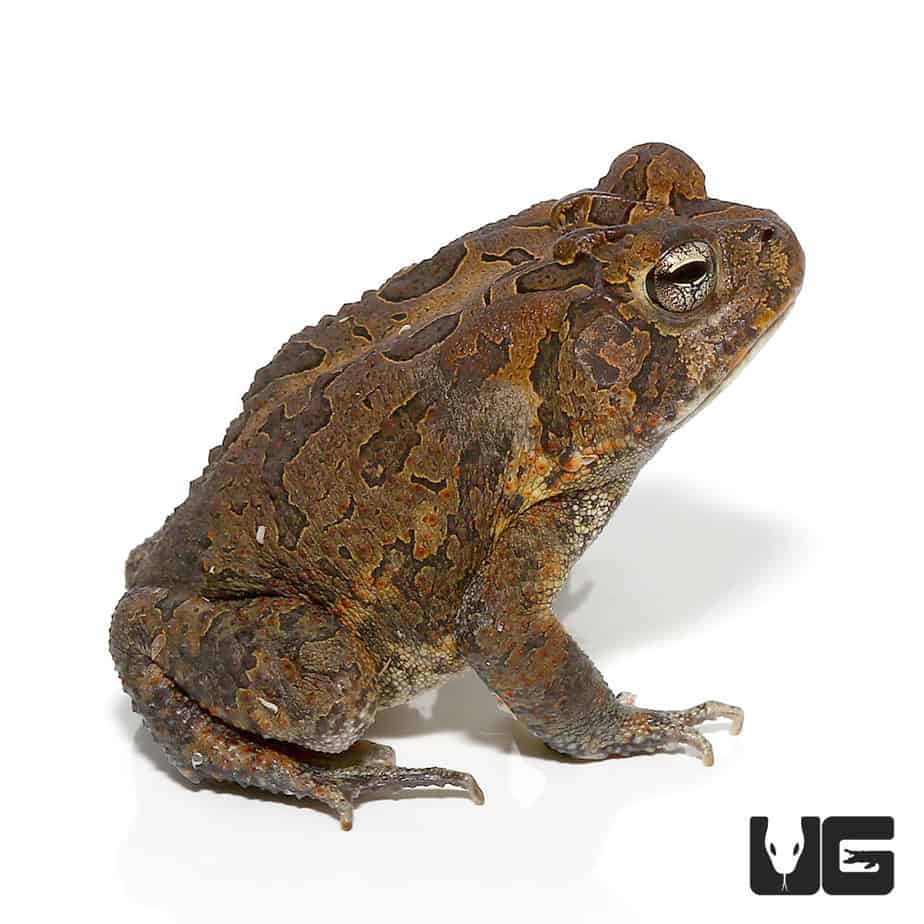 Fowler's Toad (Anaxyrus Fowleri) For Sale - Underground Reptiles