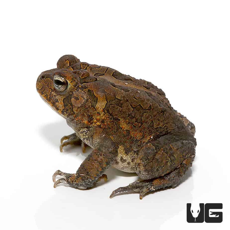 Fowler's Toad (Anaxyrus Fowleri) For Sale - Underground Reptiles