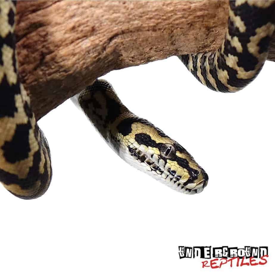Baby Jungle Carpet Pythons For Sale Underground Reptiles