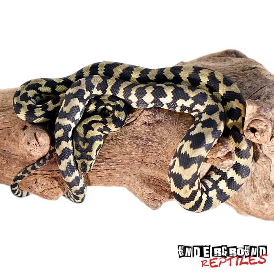 Baby Jungle Carpet Pythons For Sale Underground Reptiles