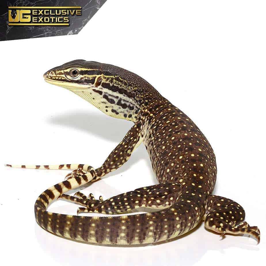 Baby Argus Monitors (Varanus panoptes) For Sale Underground Reptiles