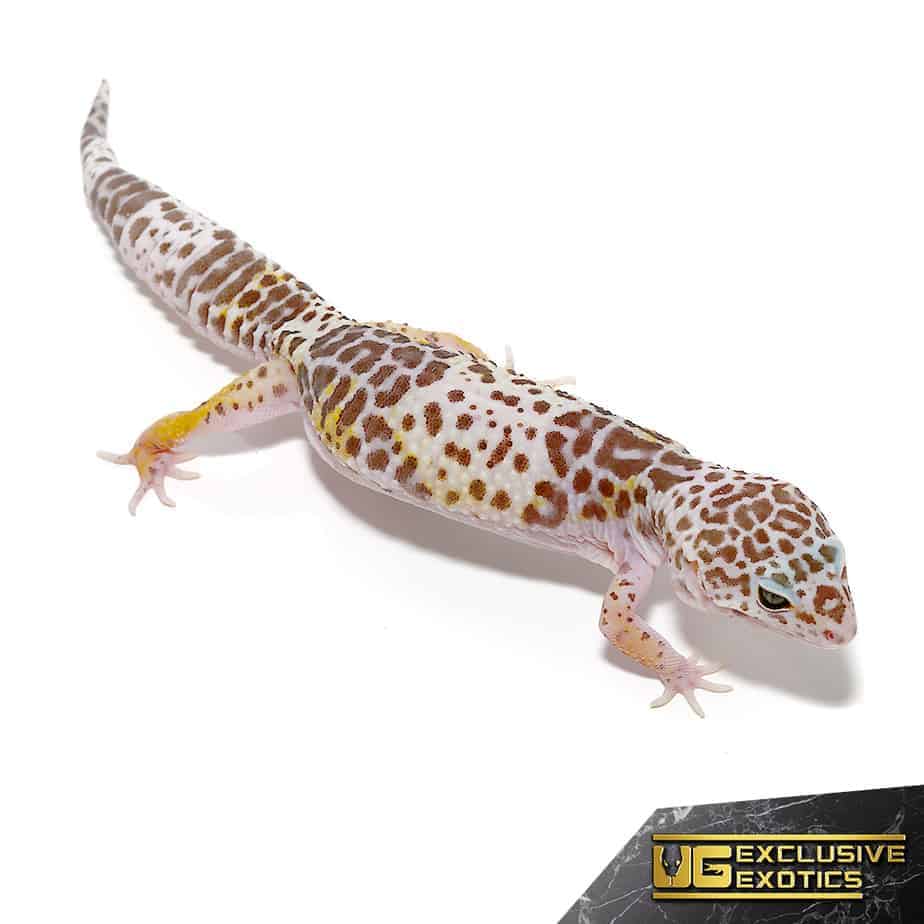 West Indian Leopard Gecko Underground Reptiles