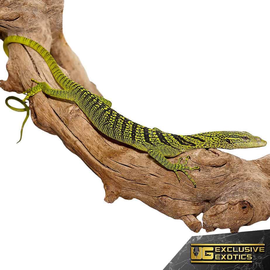 Yellow Tree Monitor (Varanus Reisingeri) For Sale Underground Reptiles