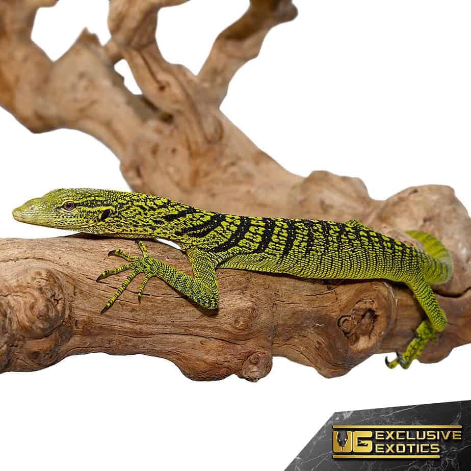 Yellow Tree Monitor (Varanus Reisingeri) For Sale Underground Reptiles