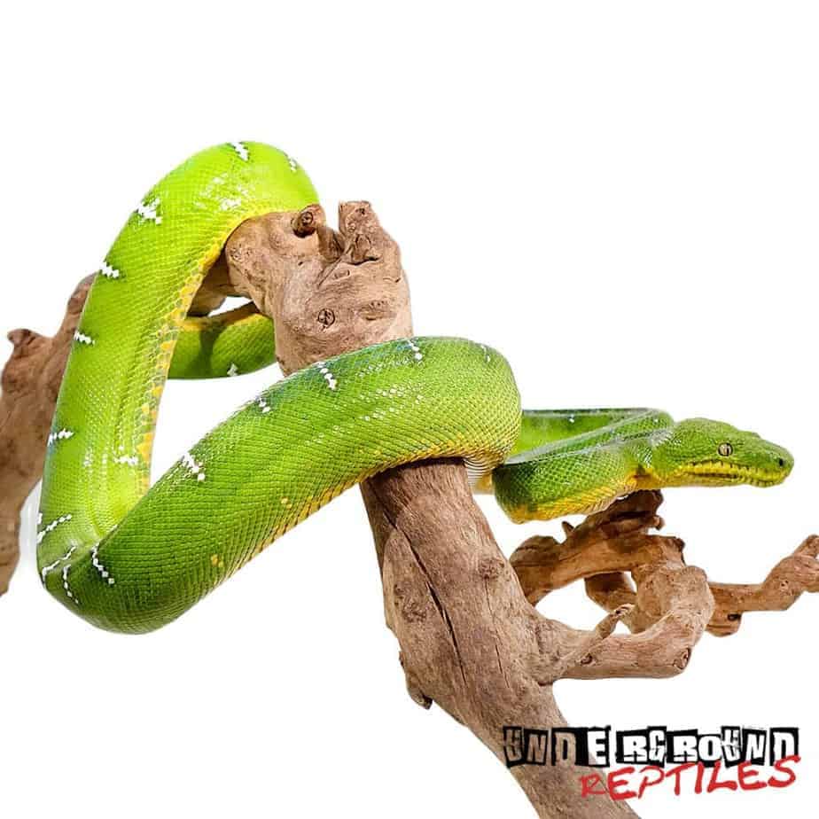Emerald Tree Boas For Sale Underground Reptiles