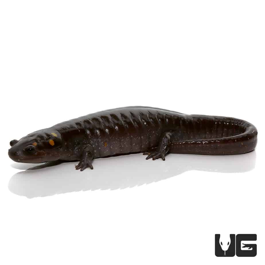 Patternless Spotted Salamander For Sale Underground Reptiles