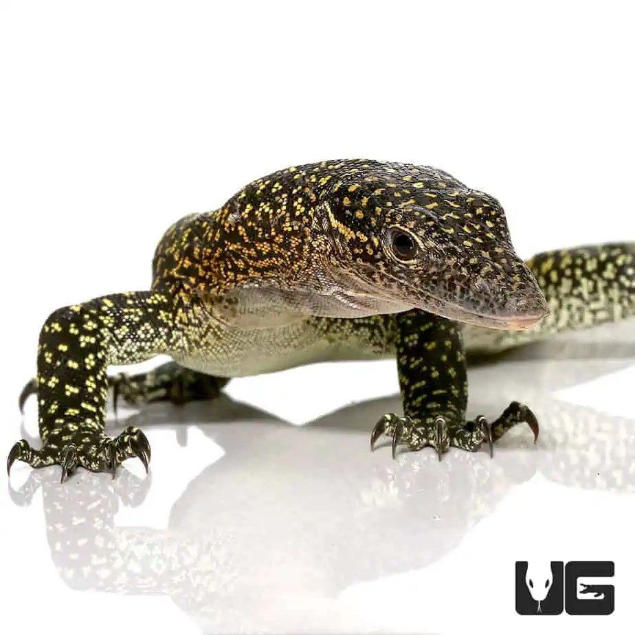 Solomon Island Mangrove Monitors For Sale - Underground Reptiles