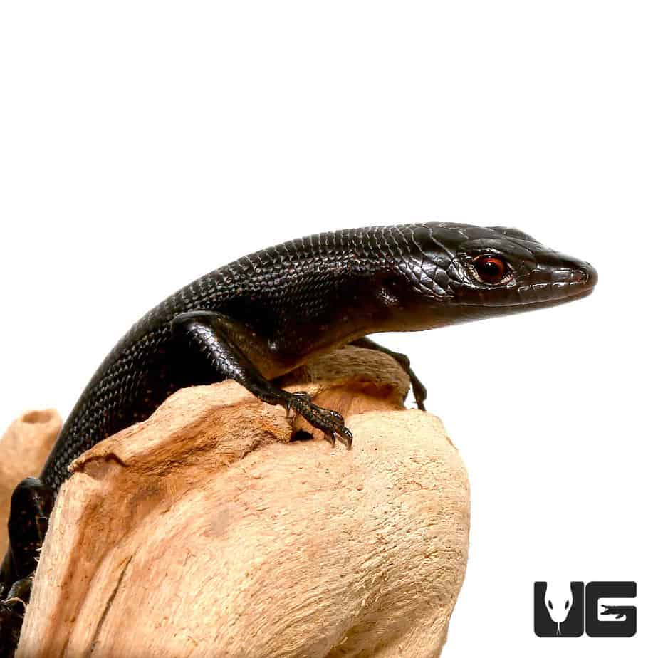 Solomon Island Black Tree Skinks For Sale- Underground Reptiles