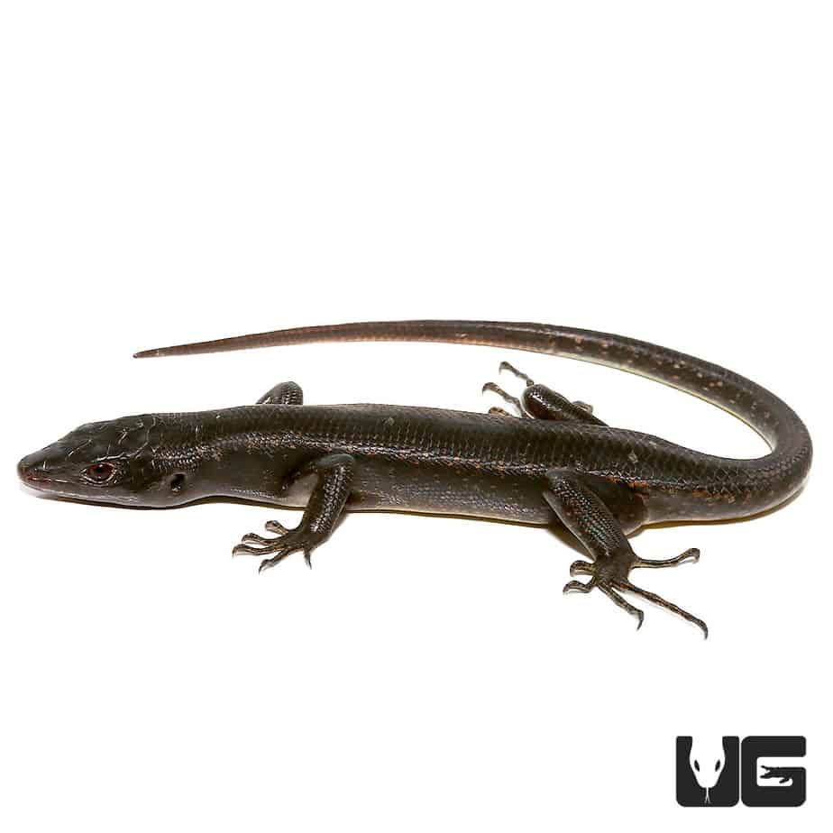 Solomon Island Black Tree Skinks For Sale- Underground Reptiles