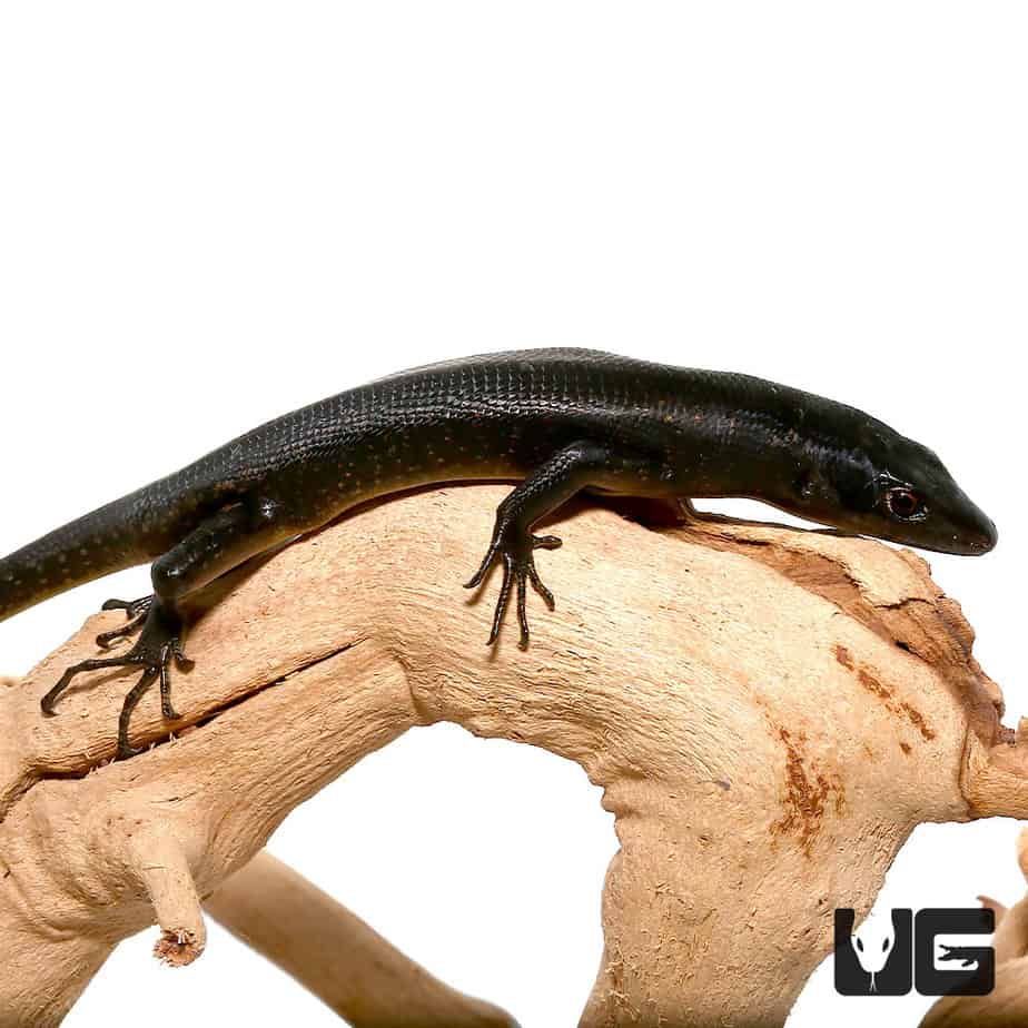 Solomon Island Black Tree Skinks For Sale- Underground Reptiles