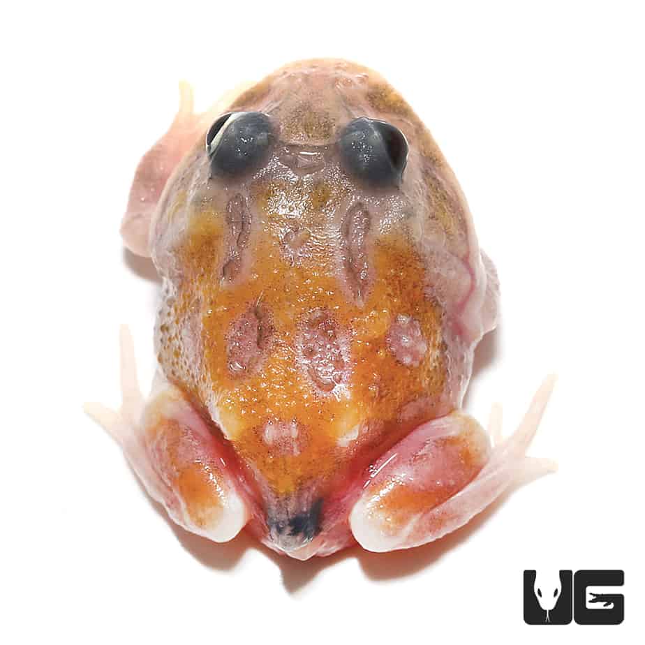 Mutant Copper Translucent Pacman Frogs (Ceratophrys cranwelli) for sale
