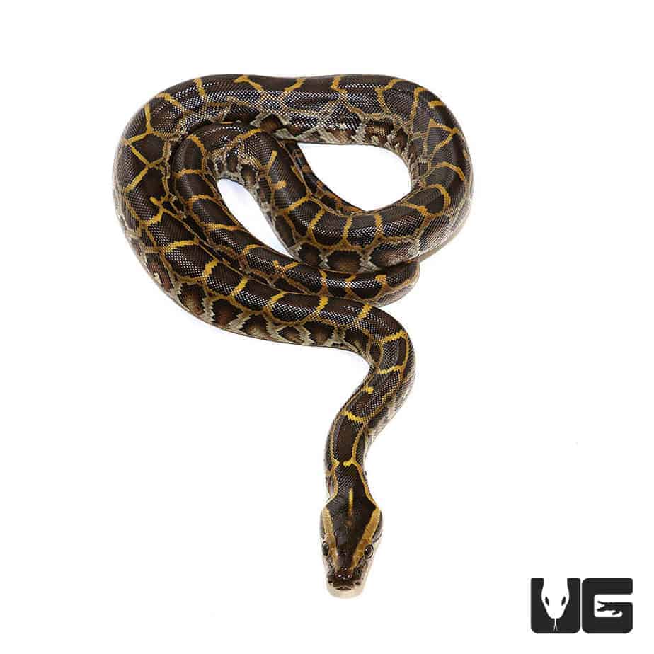 Baby Burmese Python Underground Reptiles
