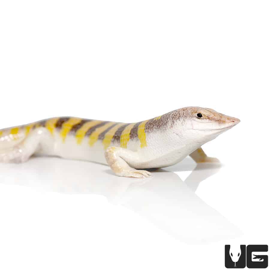 Sand Fish Skinks For Sale - Underground Reptiles