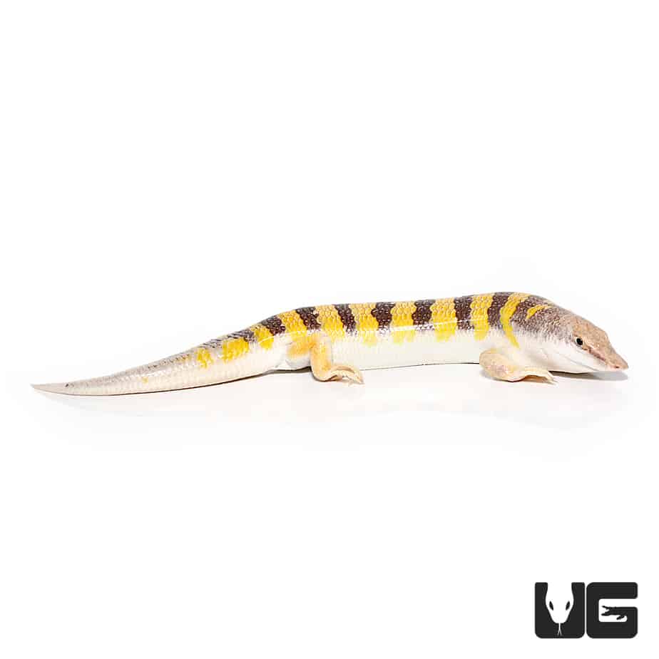 Sand Fish Skinks For Sale - Underground Reptiles