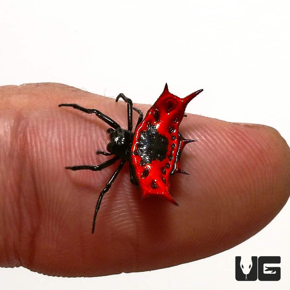 Flaming Crown Spider For Sale Underground Reptiles