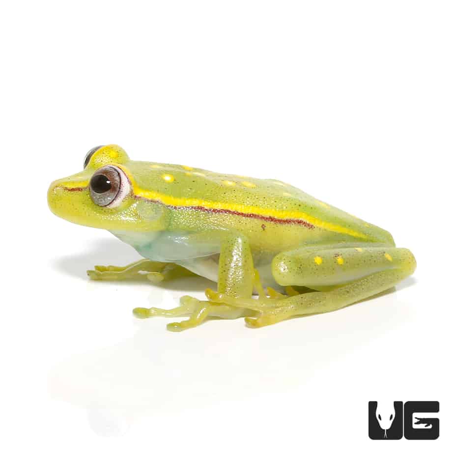 Polka Dot Tree Frog (Hypsiboas punctatus) For Sale Underground Reptiles