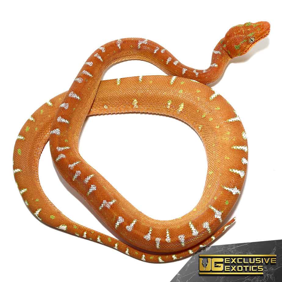 Red Emerald Tree Boas (Corallus caninus) For Sale Underground Reptiles