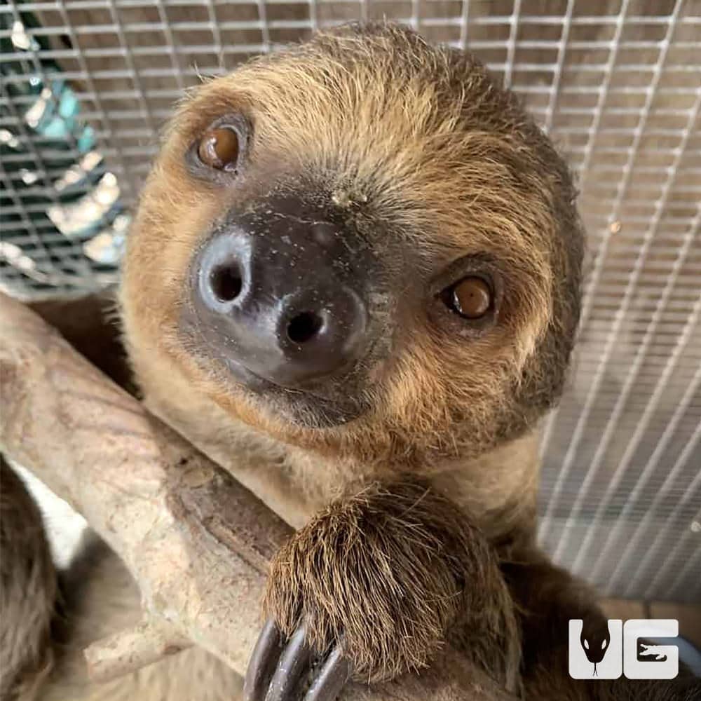 Pet Sloth