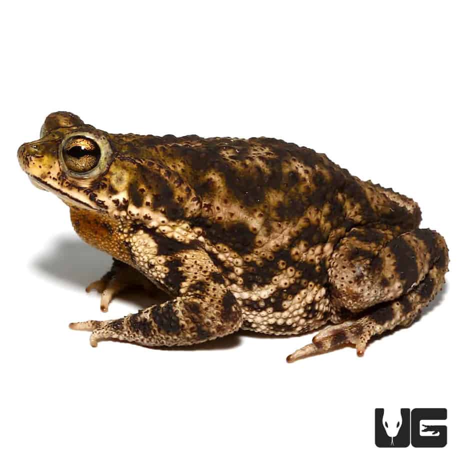 Marbled Toad (Bufo stomaticus) For Sale Underground Reptiles
