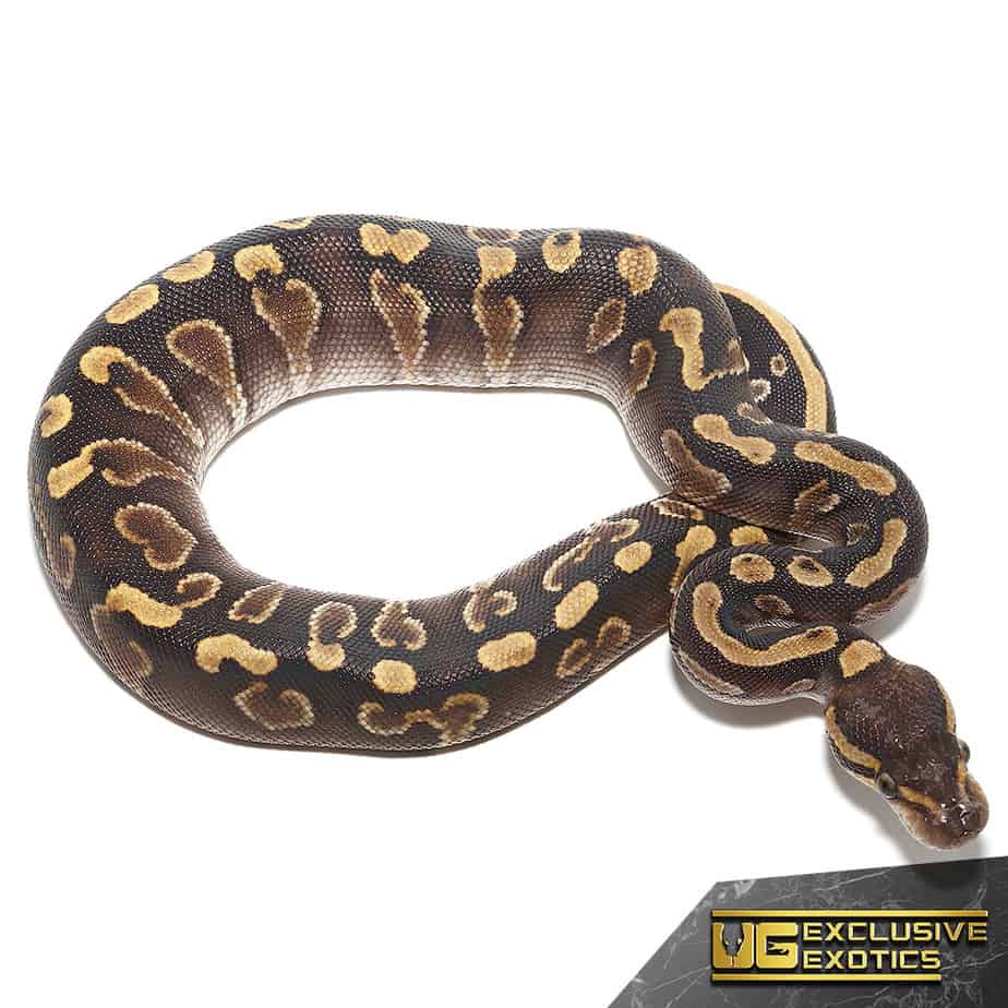 Baby GHI Mojave Ball Pythons (Python regius) For Sale Underground