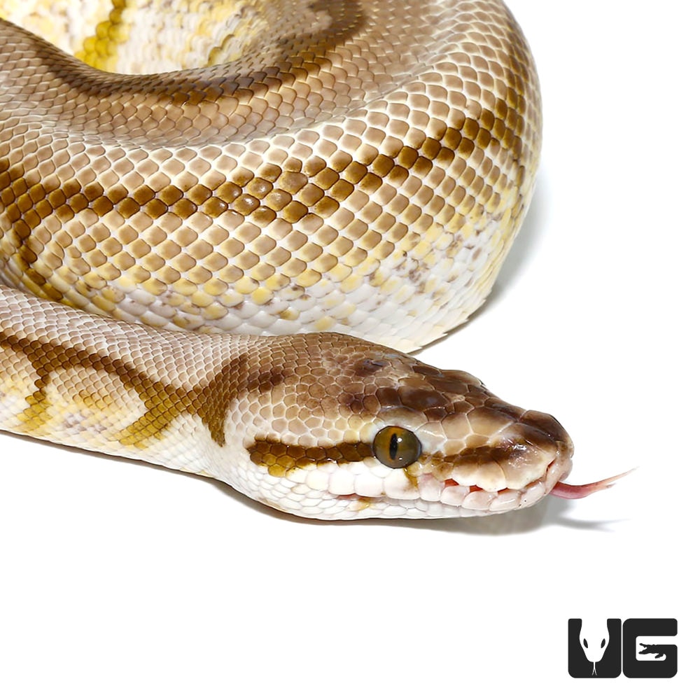 Lesser Spider Ball Python