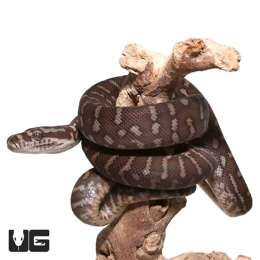 Baby Coastal Carpet Python Underground Reptiles