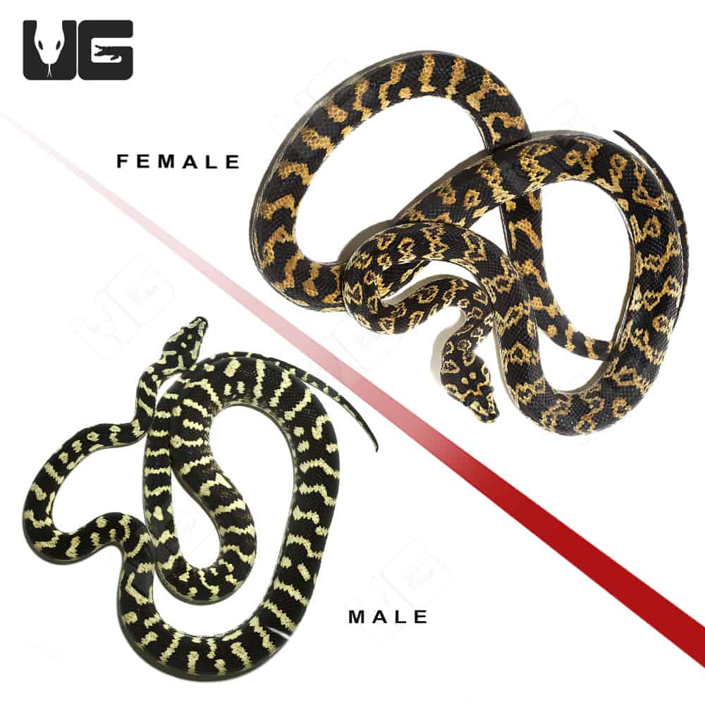 2019 Jungle Carpet Python Pair (Morelia spilota cheynei) For Sale