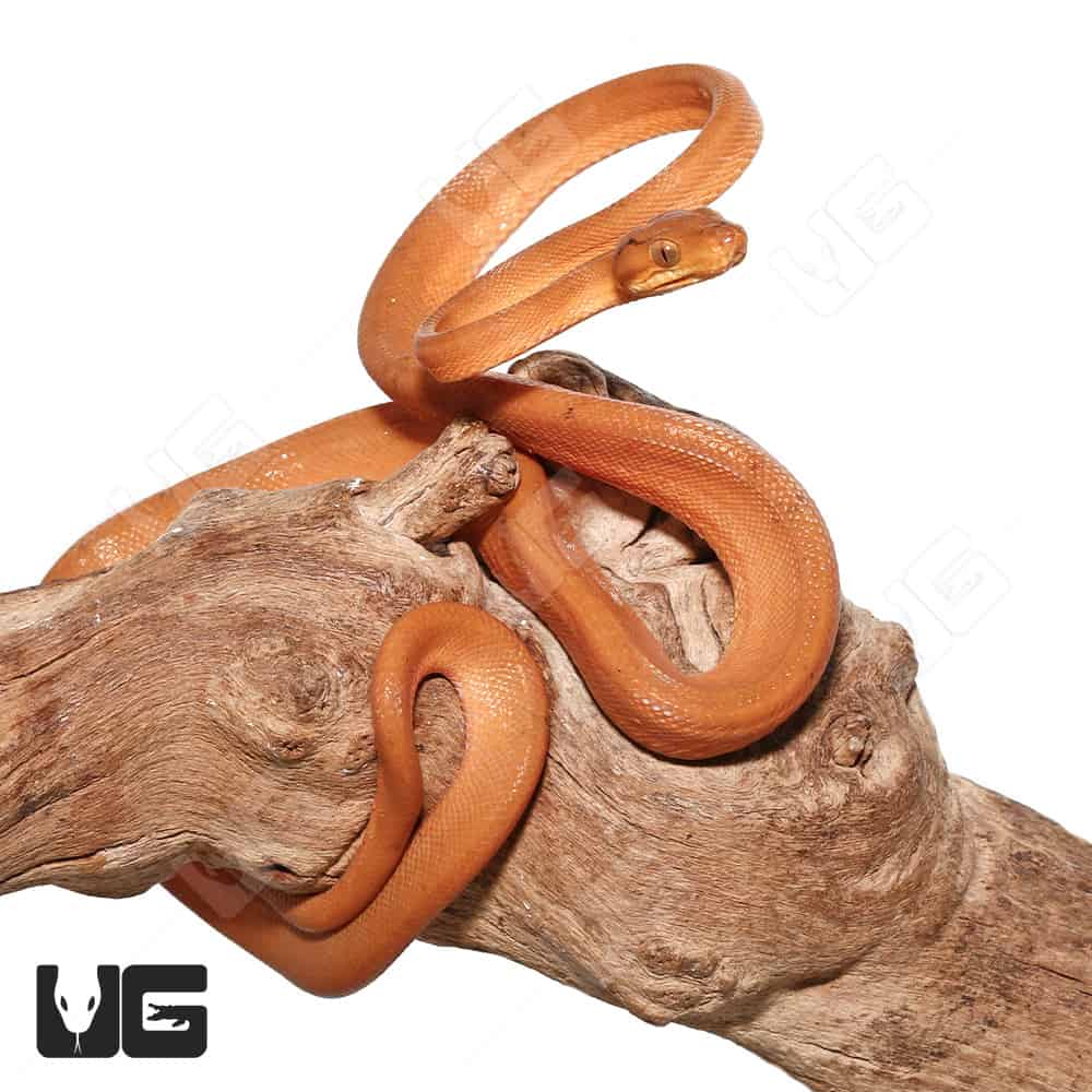 Colored Amazon Tree Boas For Sale Underground Reptiles