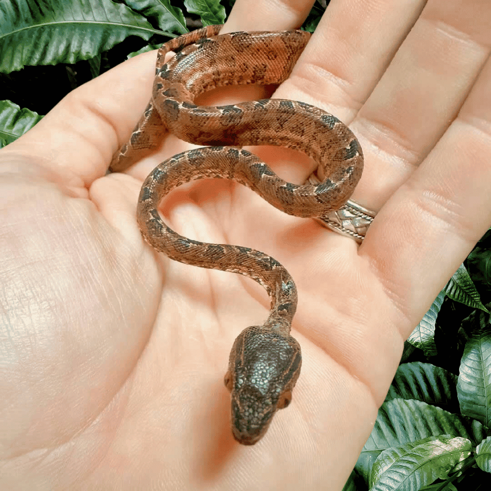 Colored Amazon Tree Boas For Sale Underground Reptiles