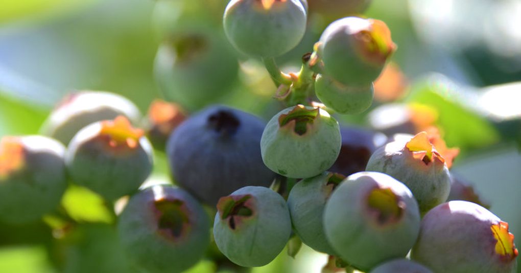 Breakfast Recipes Blueberry French Toast Underhill Farms Country Inn
