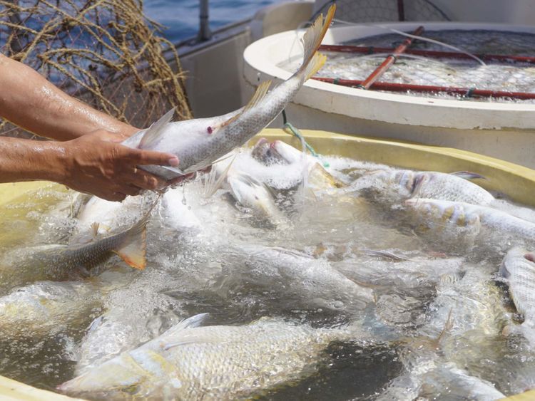 United Arab Emirates Dubai fish farm to produce enough salmon to