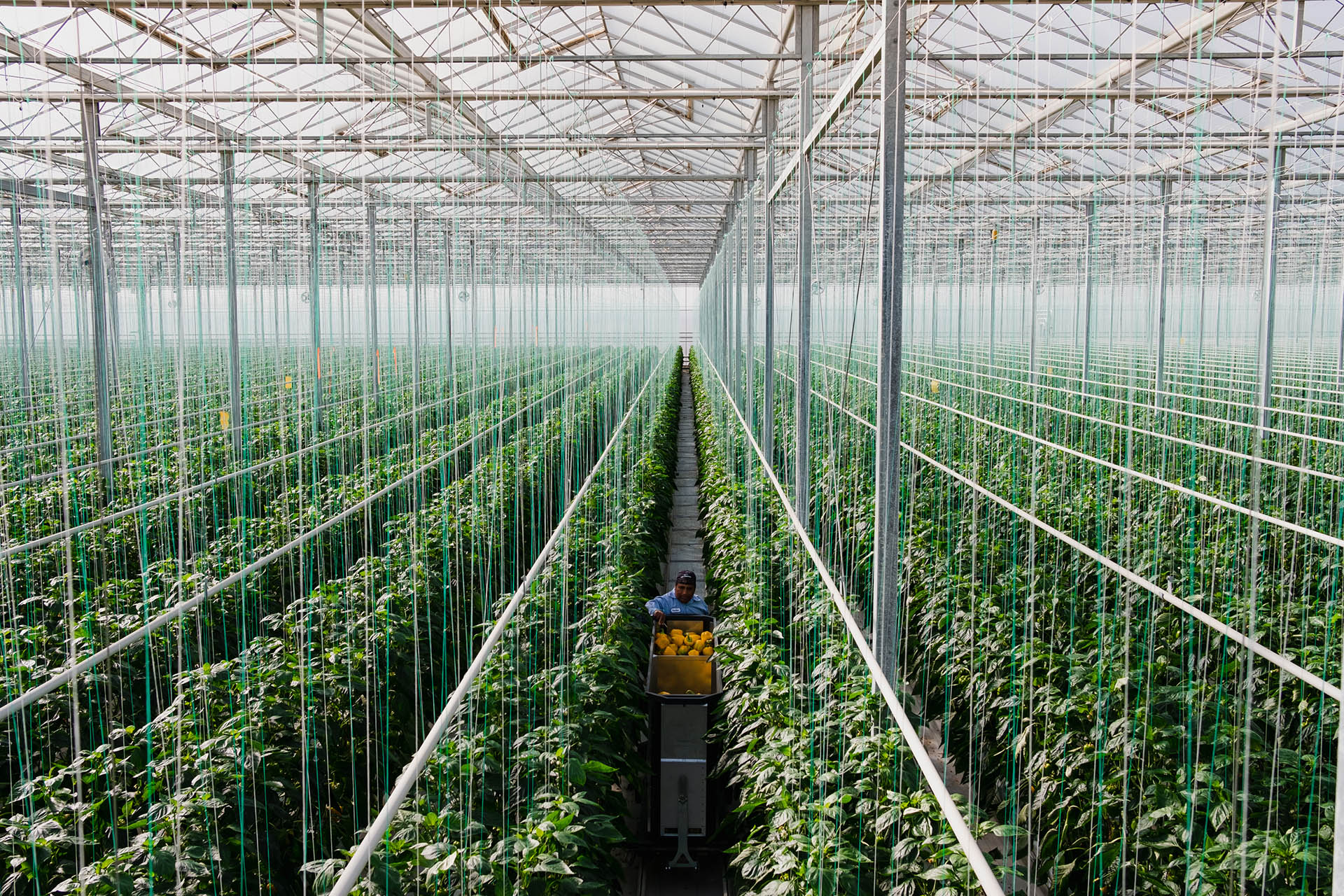 Greenhouse Structure Under Sun Acres Inc.