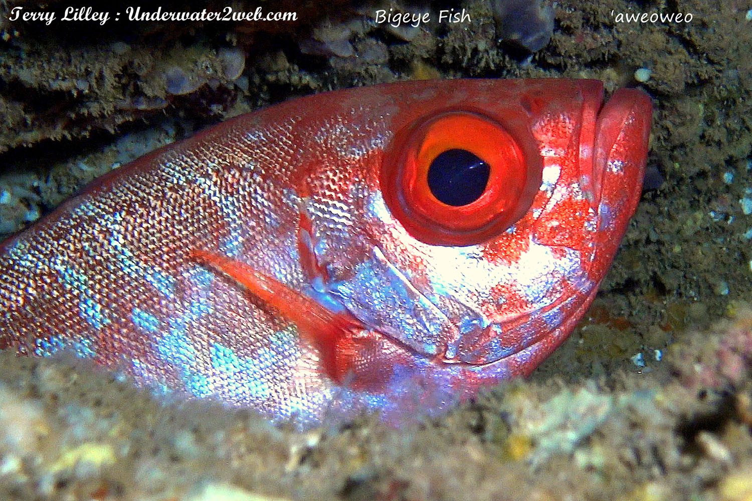 HAWAIIAN REEF FISH IDENTIFICATION Terry Lilley's Underwater 2 