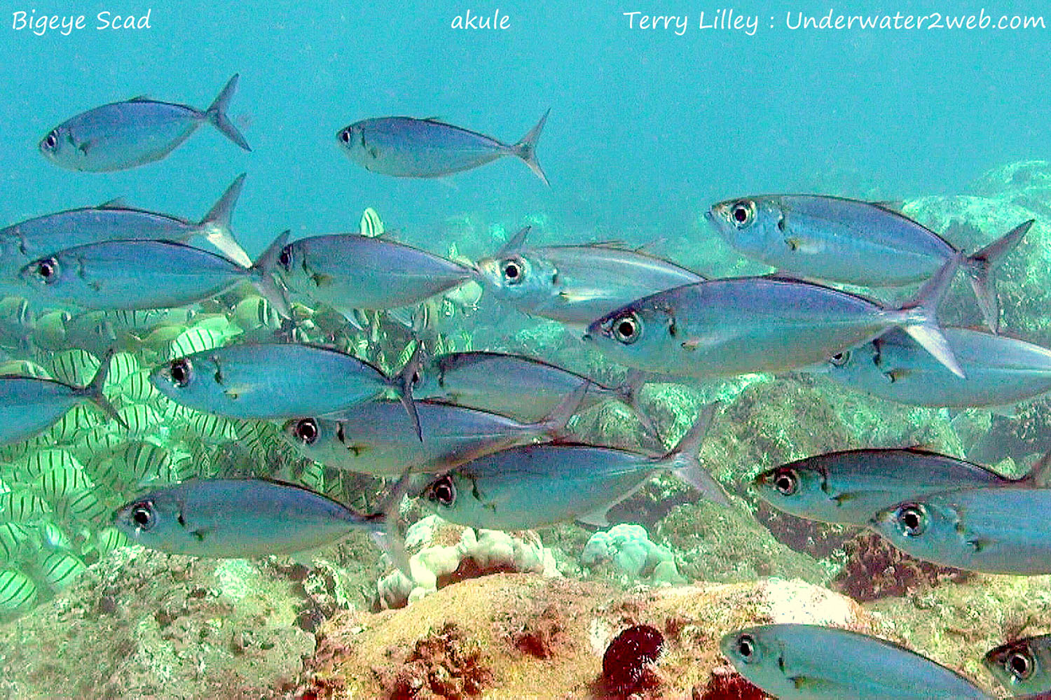HAWAIIAN REEF FISH IDENTIFICATION Terry Lilley's Underwater 2 