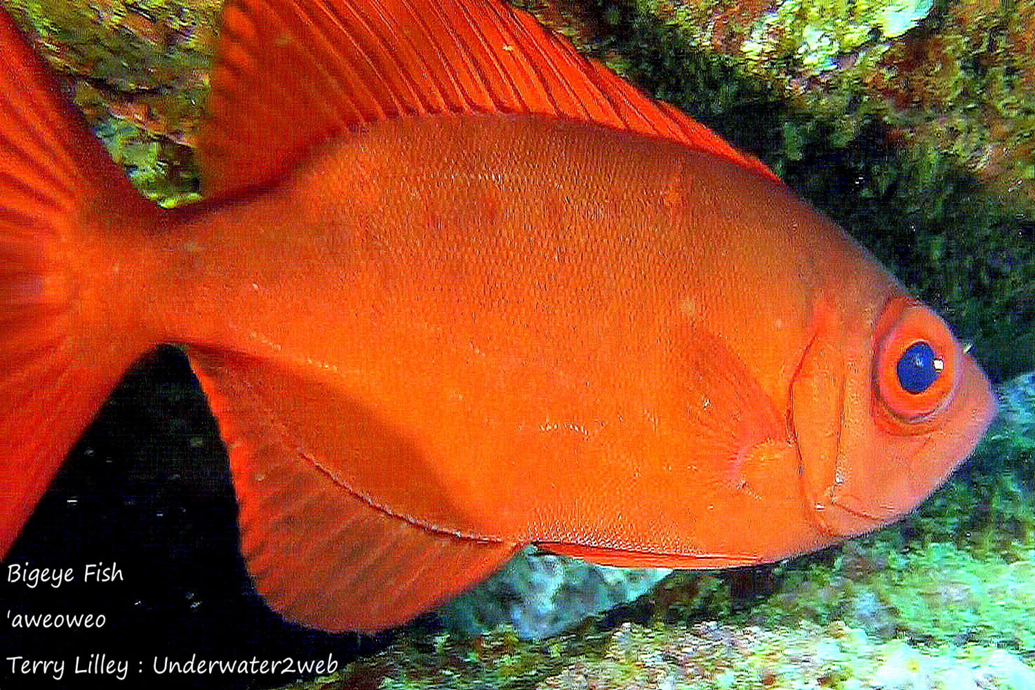 HAWAIIAN REEF FISH IDENTIFICATION Terry Lilley's Underwater 2 