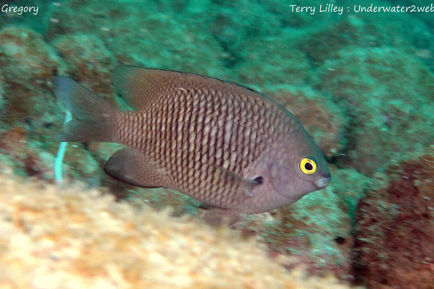 HAWAIIAN REEF FISH IDENTIFICATION Terry Lilley's Underwater 2 