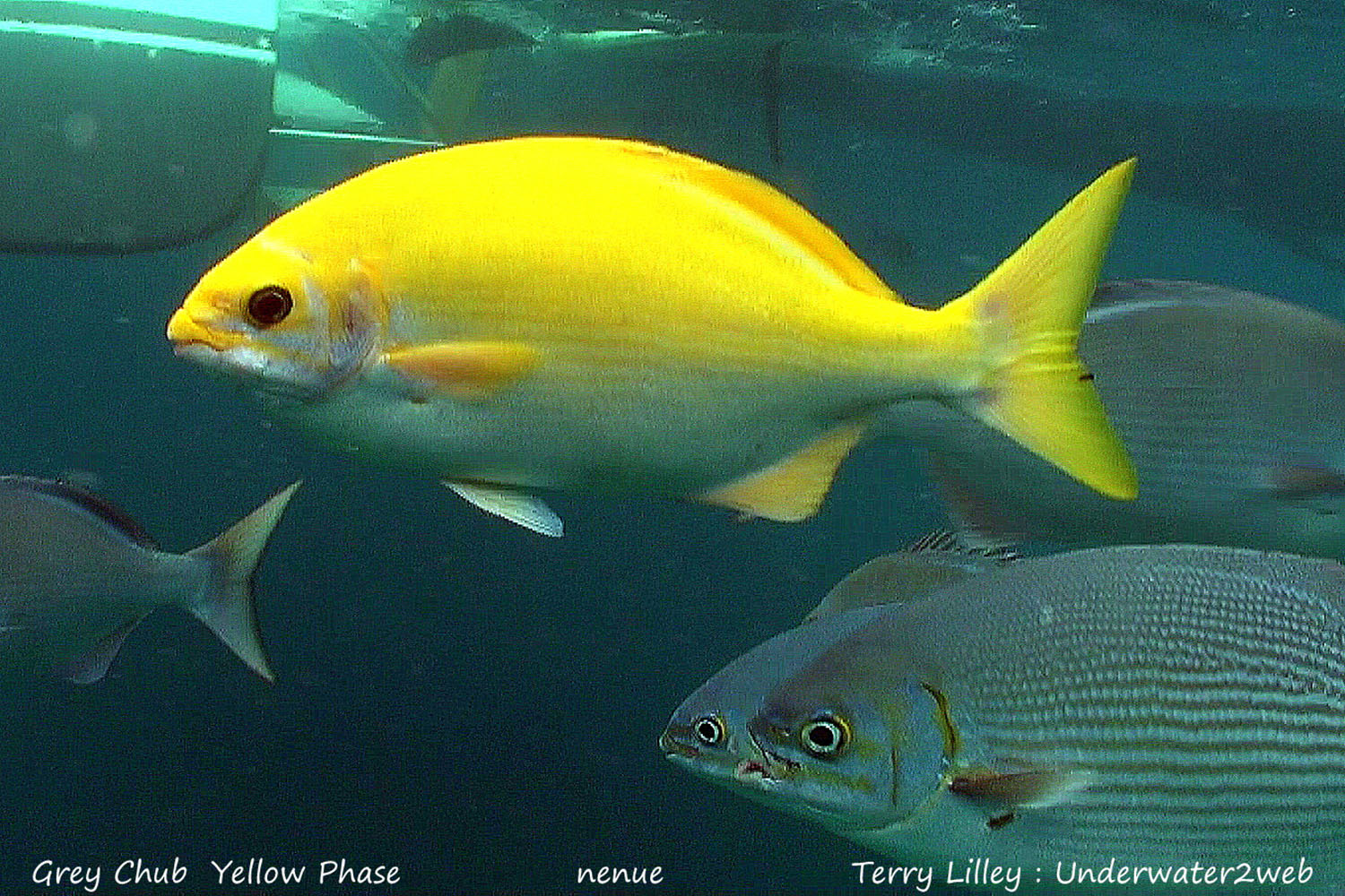 HAWAIIAN REEF FISH IDENTIFICATION Terry Lilley's Underwater 2 