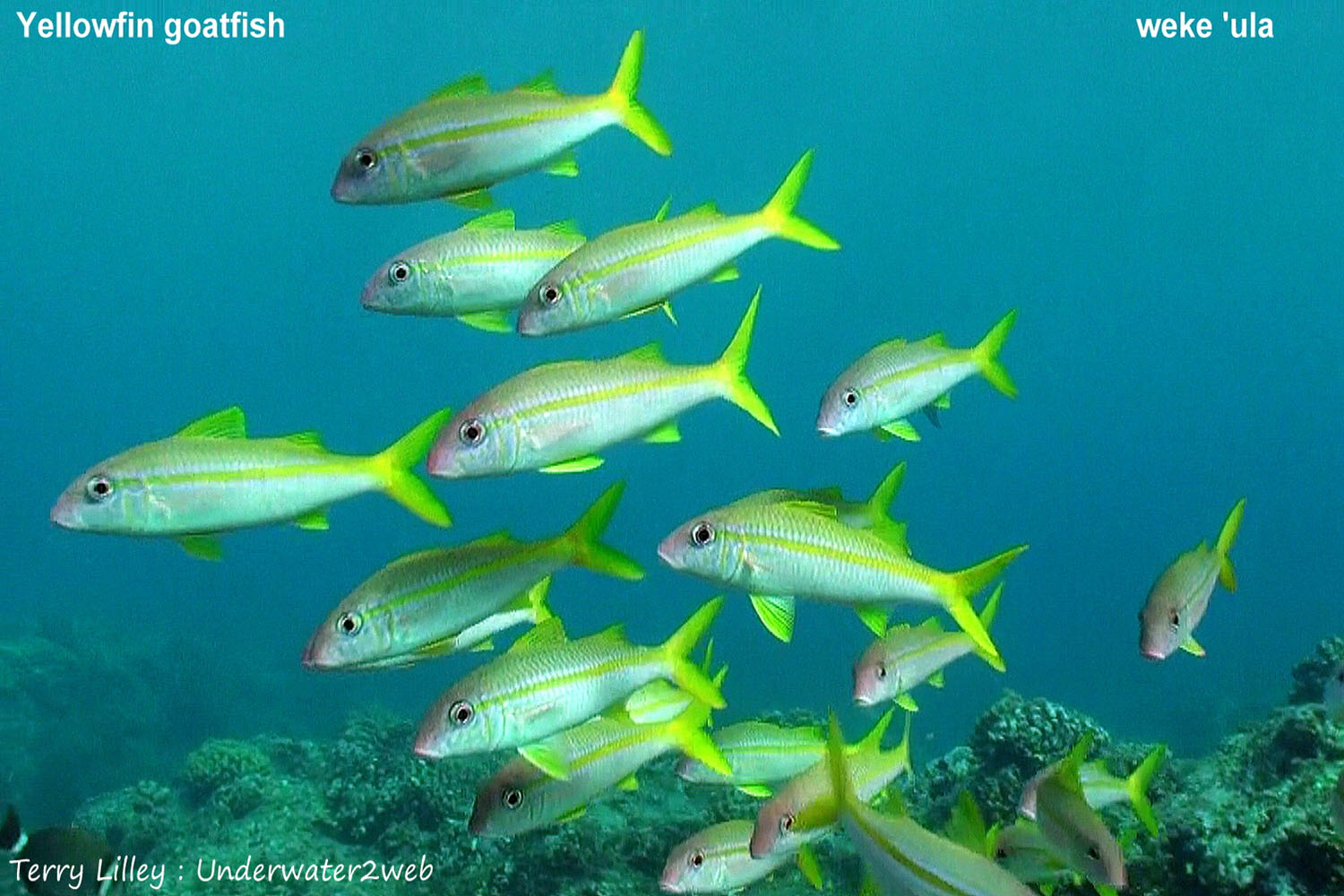 HAWAIIAN REEF FISH IDENTIFICATION Terry Lilley's Underwater 2 