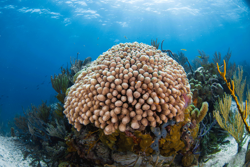Exuma Cays, Bahamas UnderwaterMike