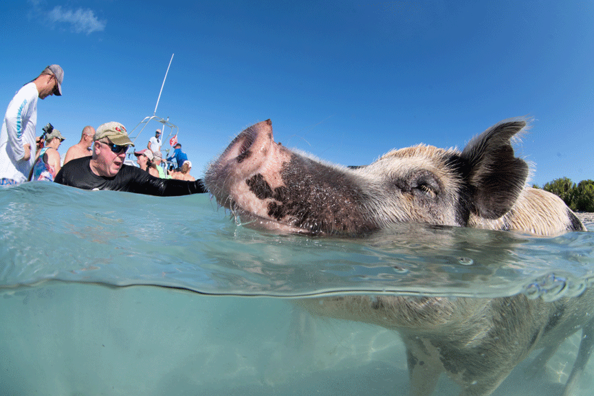 Exuma Cays, Bahamas UnderwaterMike