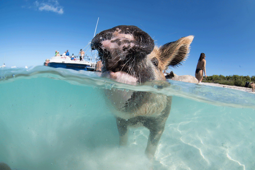Exuma Cays, Bahamas UnderwaterMike