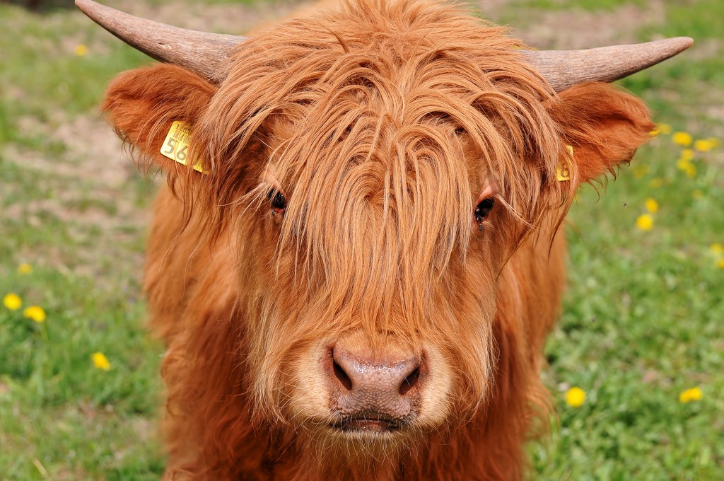 Highland Cattle a raça felpuda da Escócia Unebrasil
