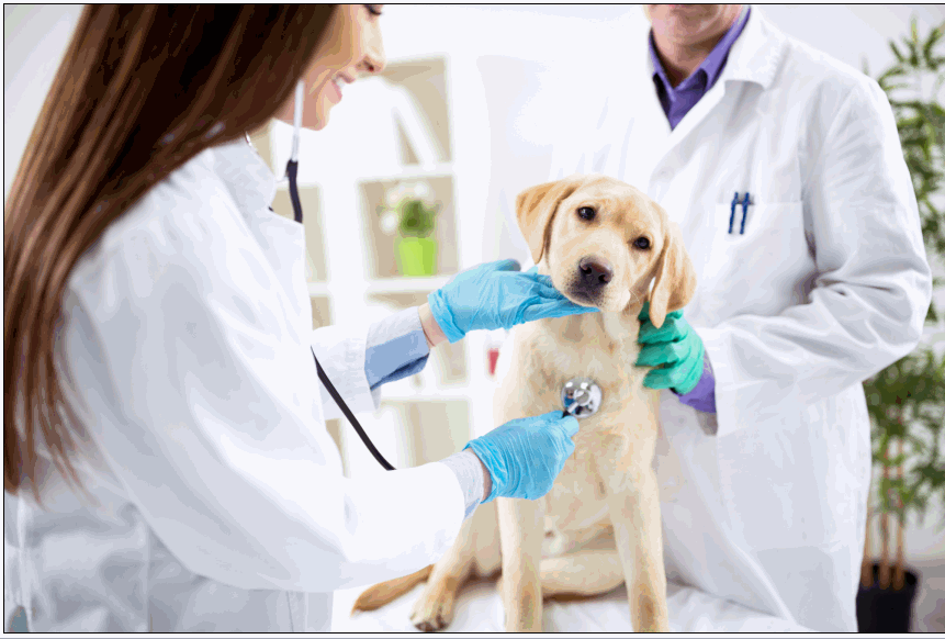 How to a Vet Tech A Simple Career Guide