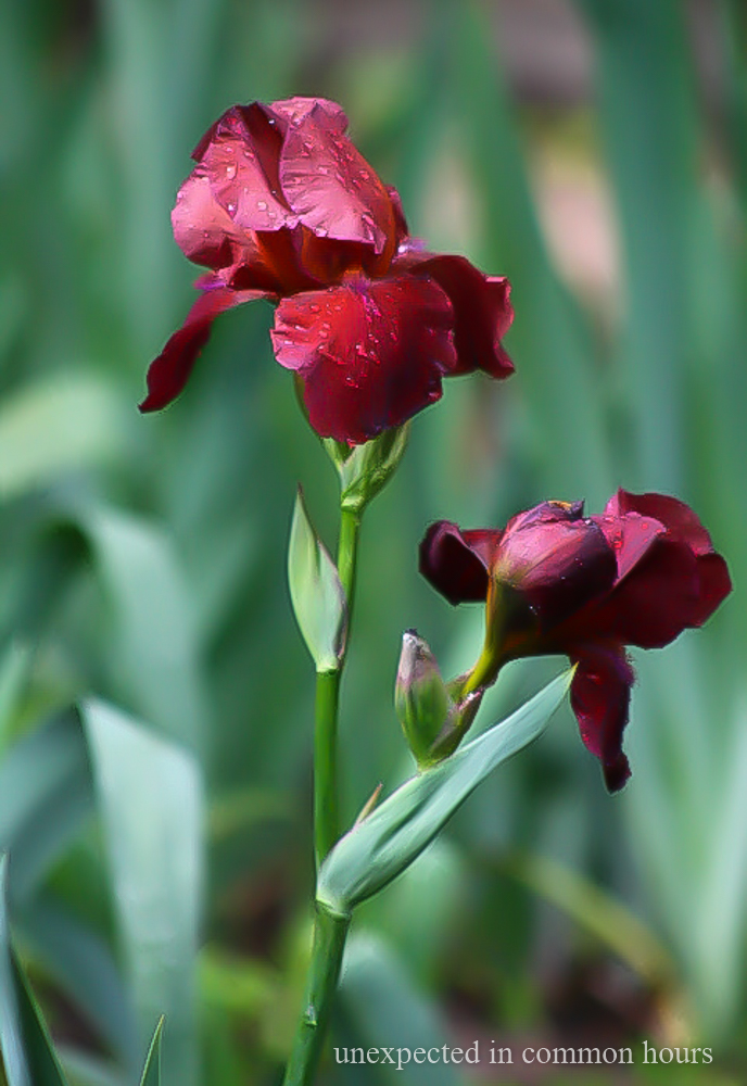 Now Blooming In My Corner of North The Iris, Elegant Symbol of