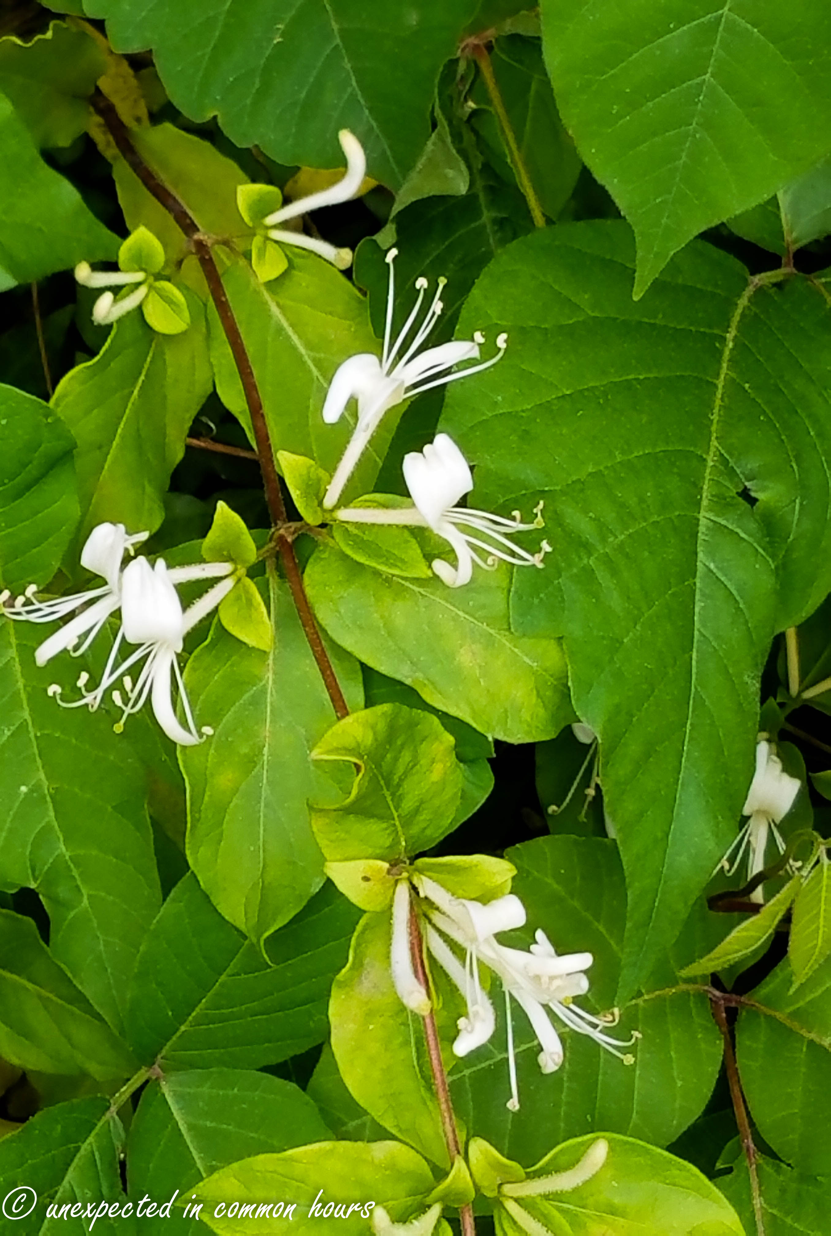 Honeysuckle Unexpected in common hours